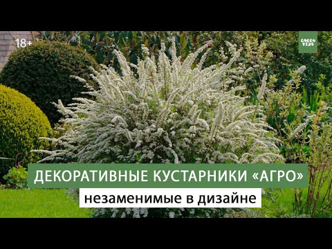 Видео: Декоративные  кустарники. Любимые виды и сорта, как правильно выбрать
