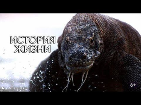 Видео: МЫ ПЕРЕНОСИМСЯ В УДИВИТЕЛЬНОЕ ПРИКЛЮЧЕНИЕ ПО ВСЕЙ ЖИЗНИ ! История жизни.  Фильмы для всей семьи