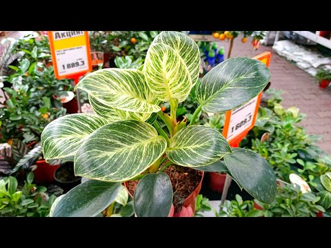 Видео: 🍃Оби🌿Цветочная Прогулка🍃Уценка Цветов🌿