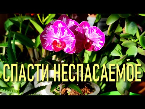 Видео: 100% РЕАНИМАЦИЯ ОРХИДЕИ НАРОДНО-ПРИРОДНЫМИ СРЕДСТВАМИ. БЕЗ НАСТОЙКИ НЕ ОБОЙТИСЬ! ВСЕГО ОДНА ЛОЖКА!!