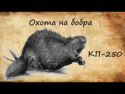 Видео: Охота на бобра. Установка и проверка капканов.