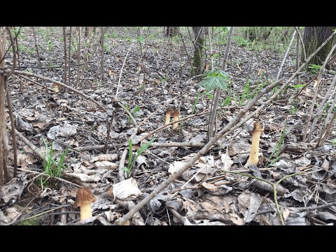 Видео: Пішла по кропиву, а назбирала сотні грибів. Квас з кульбаби. Гриби в вині