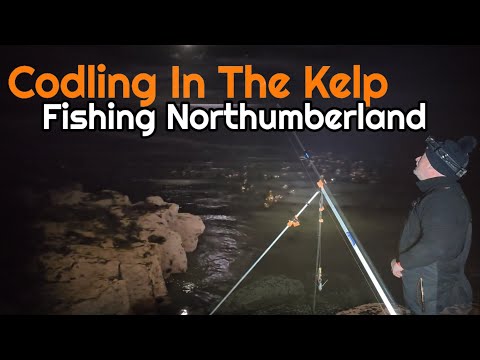 Видео: Рыбалка в Северо-Восточном море | Ловля крупной донной трески в Нортумберленде.