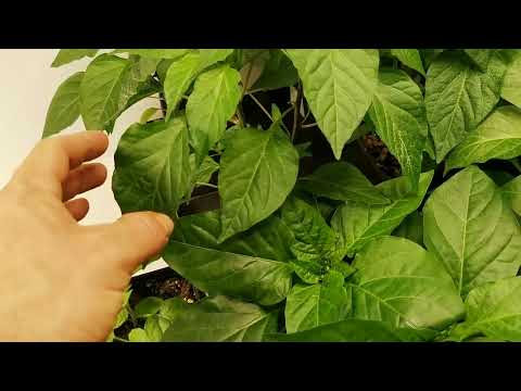 Видео: Как я избавился от ОЭДЭМЫ. Пупырышки на листьях рассады перца