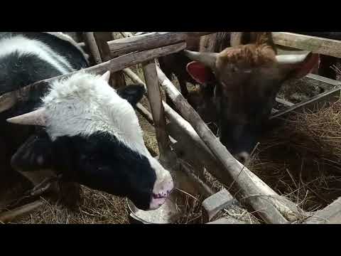 Видео: Хозяйство. Дойка, кормление животных. Жизнь в деревне.