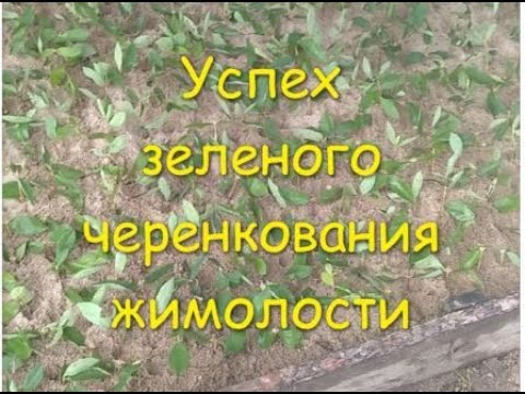 Видео: Успех зеленого черенкования жимолости