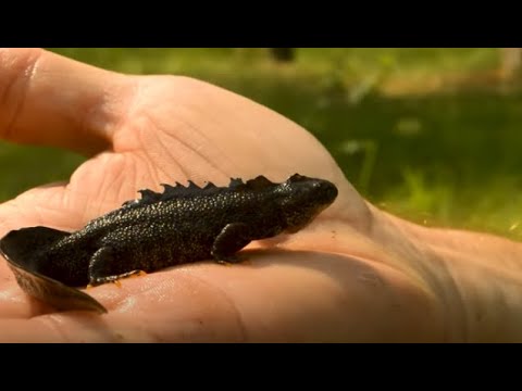 Видео: Тритоны вернулись#приключения