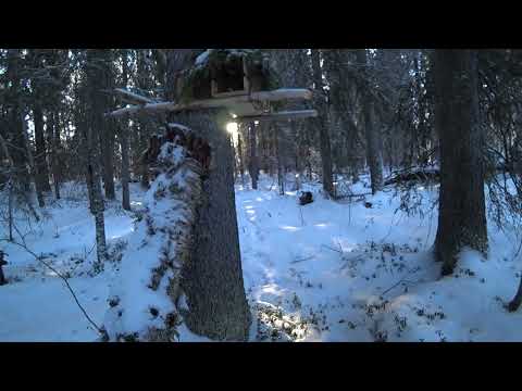 Видео: ОХОТА НА КУНИЦУ КАПКАНАМИ / Про капкан в березовую трубу
