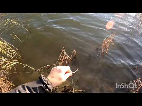 Видео: Очередная осенняя рыбалка кастинговой сеткой с большим кольцом. На пожарить наловили🤣🤣🤣