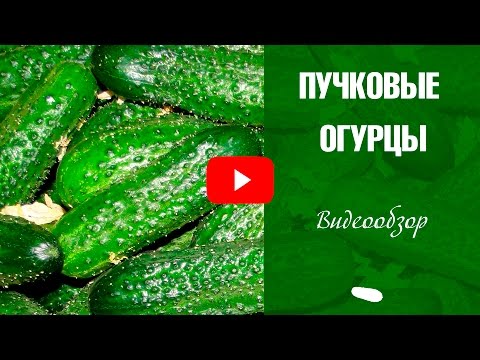 Видео: Пучковые огурцы выращивание 🌟 Лучшие сорта огурцов ❗ Обзор семян