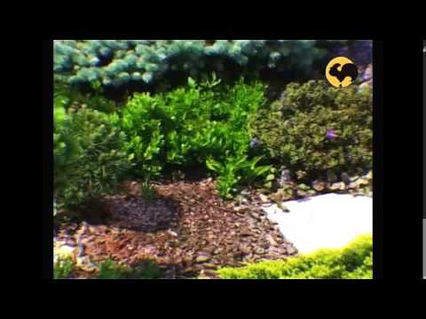 Видео: Маленький сад. Ландшафтные хитрости серия 38