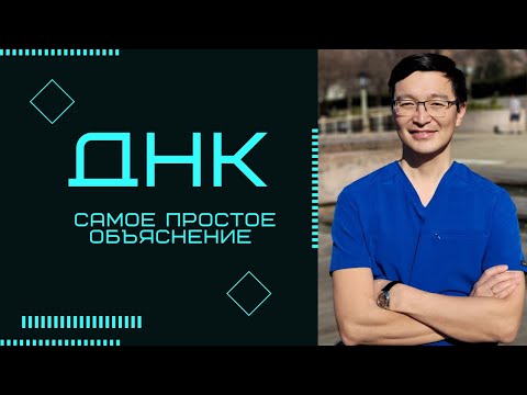 Видео: ДНК. Понятие и структура ДНК. Нуклеотиды | Самое простое объяснение | Биология и Биохимия