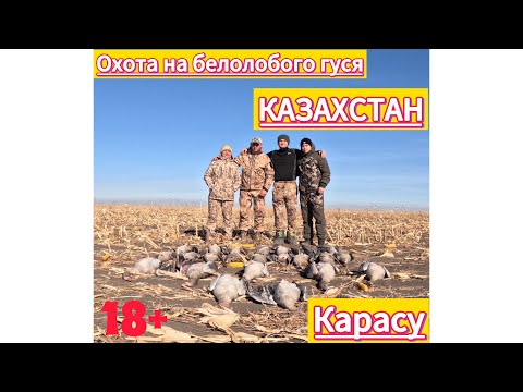 Видео: «Охота в Казахстане 2025 | Белолобый гусь и живые эмоции» часть 2