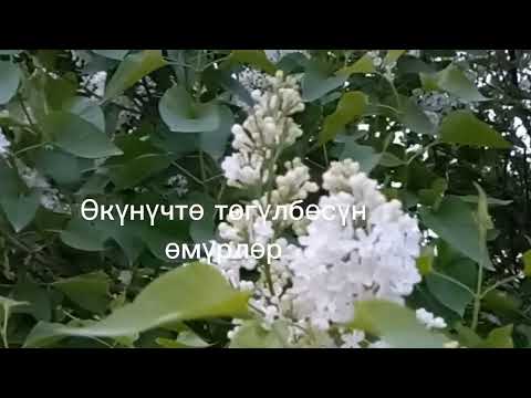 Видео: эх жакшылар