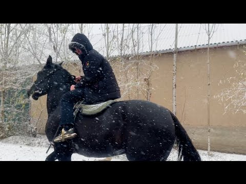 Видео: Аспи бузи ноҳияи Деваштич 🇹🇯 14 ноября 2024 г.