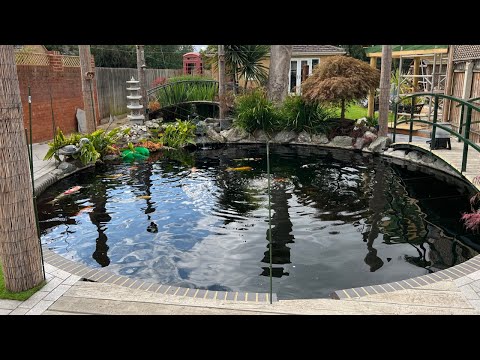 Видео: ПРУД ДЛЯ КАРПОУ КОИ ОБЪЕМОМ 14 500 ГАЛЛОНОВ — УДИВИТЕЛЬНАЯ КОЛЛЕКЦИЯ КАРПОУ КОИ!