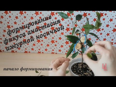 Видео: плетение фикуса бенджамина косичкой