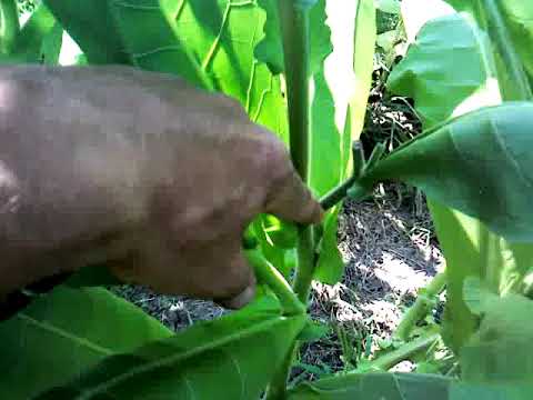 Видео: Как я оставляю пасынки и немного про светлый пересорт