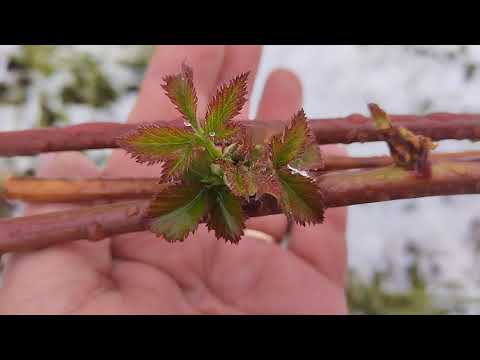 Видео: Ежевика. 2 мая. 2025