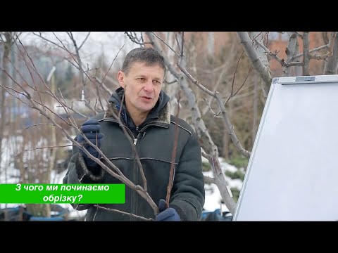 Видео: Секреты обрезки плодовых растений. Цикл плодоношения и группы веток.