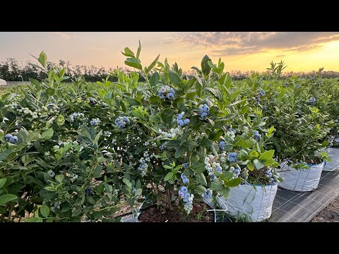 Видео: Фантастический сорт Калипсо. Calypso blueberry