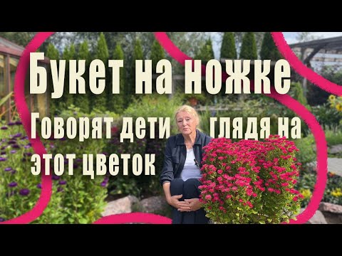 Видео: Необычная Астра Трубадур: Особенности и тонкости  выращивания.