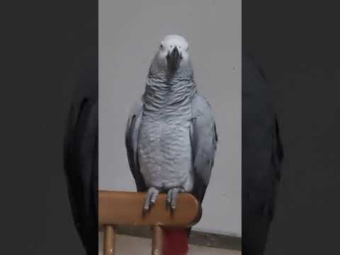 Видео: Что вспомнила, то и спела!