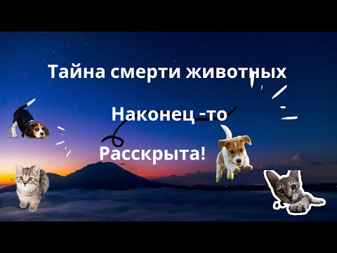 Видео: #Куда уходят животные после смерти ##воплощение ##душа животных