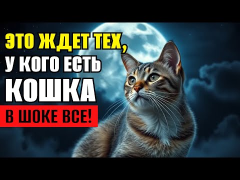 Видео: У кого есть КОШКА — это важно! Ваша судьба связана с вашей кошкой!