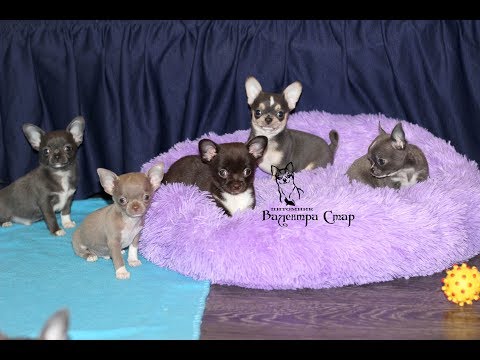 Видео: Голубые ЧИХУАХУА***Обзор помёта от 22.11.2019