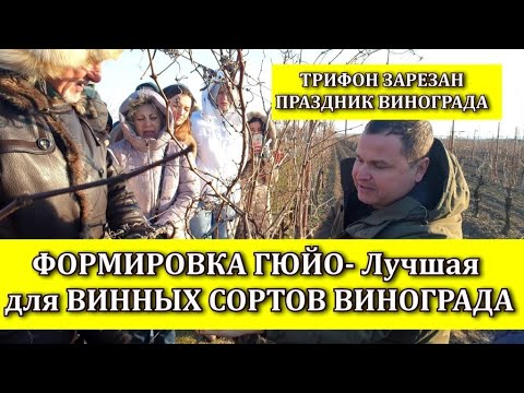 Видео: ФОРМИРОВКА ГЮЙО - ЛУЧШАЯ ДЛЯ ВИННЫХ СОРТОВ ВИНОГРАДА!ОБРЕЗКА ВИНОГРАДА. ПРАЗДНИК ТРИФОН ЗАРЕЗАН