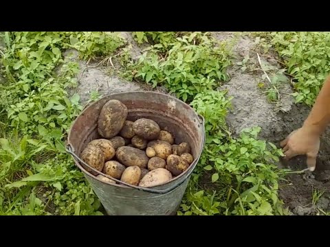 Видео: НАКОПАЛИ ВЕДРО КАРТОШКИ // МОЙ ОГОРОД В КОНЦЕ АВГУСТА // ЖИЗНЬ В ДЕРЕВНЕ