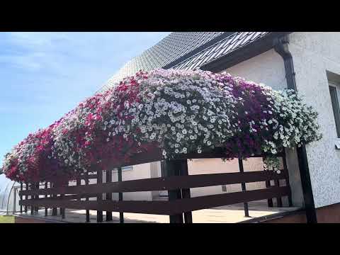 Видео: Цветы на моем участке. Петуния ВИСТА на балконе.