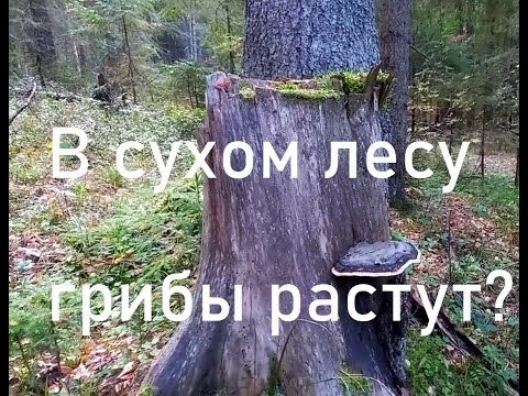 Видео: Грибы находим всё равно, хоть сушь в лесу стоит давно.