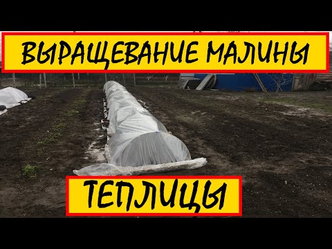 Видео: ВЫРАЩИВАНИЕ МАЛИНЫ В ТЕПЛИЦЫ || выращивание ремонтантной малины в теплице #ВЫРАЩИВАНИЕ