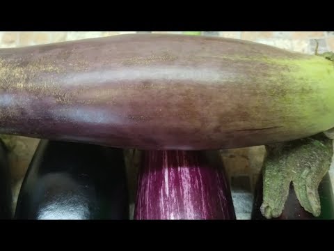 Видео: Баклажаны не синеют, а зеленеют - это особенность сорта или ошибка выращивания