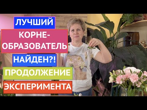 Видео: В ПОИСКАХ ЛУЧШЕГО УКОРЕНИТЕЛЯ ЧАСТЬ 2! НОВЫЙ ЭКСПЕРИМЕНТ - НОВЫЕ ФАВОРИТЫ!