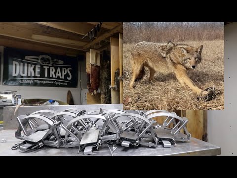 Видео: 1 ДЕНЬ Подготовка ловушек и отлов