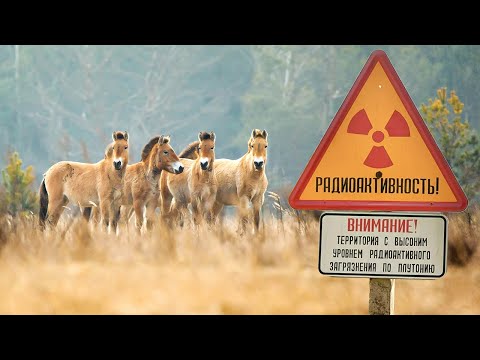 Видео: Кто обитает в радиационно-экологическом заповеднике Беларуси? | Все как у людей