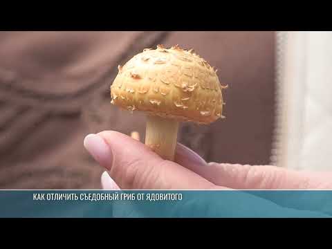 Видео: Тихая охота в лесах Приднестровья: собираем грибы правильно