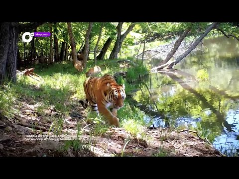 Видео: Морская / Тигры и море