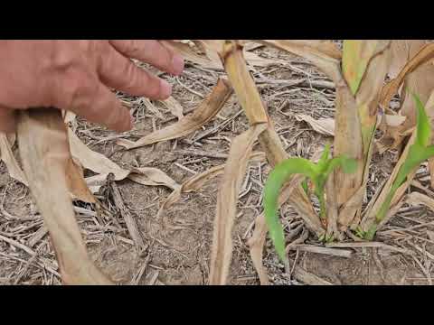 Видео: Сорго " Сентинел". НАЧАЛО))). No-till 05.10.2024