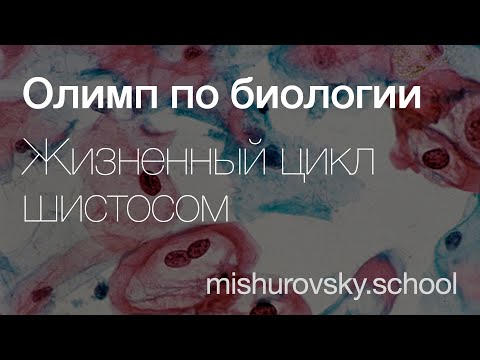 Видео: Жизненный цикл шистосом | Олимпиадная биология