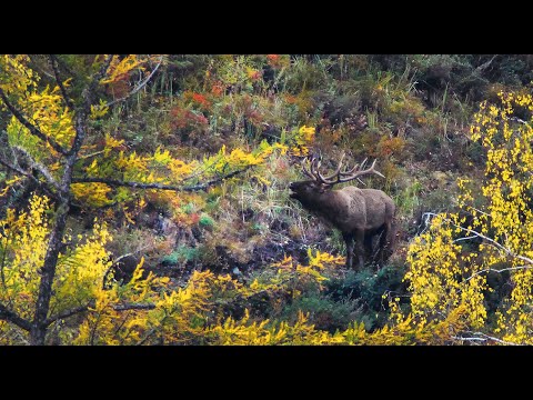 Видео: Марал Рёв Вабление - Горный Алтай | Film Studio Aves