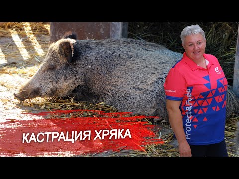 Видео: Кастрация хряка. Как правильно кастрировать взрослого хряка? Советы ветеринарного врача.