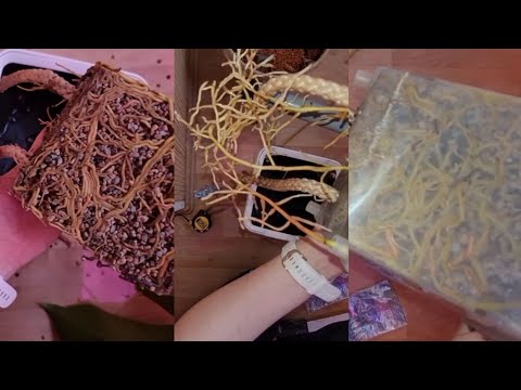 Видео: Когда пора пересаживать антуриум. Сборка кашпо с автополивом, пересадка.