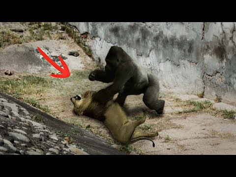 Видео: Когда Хищник Сам Становится Добычей