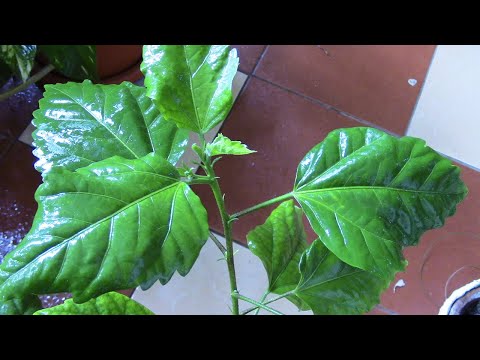 Видео: Комнатные растения.РОЗА КИТАЙСКАЯ, ФОРМИРОВАНИЕ, БЕЛОКРЫЛКА, УКОРЕНЕНИЕ ЧЕРЕНКОВ.
