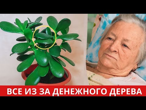 Видео: ЧТО ТВОРИТ Денежное Дерево. Многие не догадываются какую пользу оно может нести