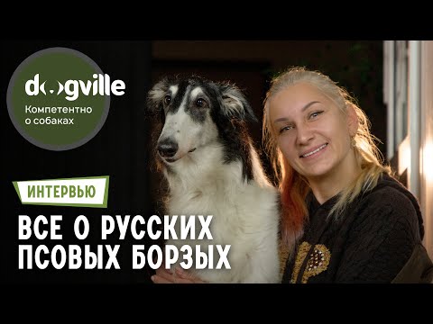 Видео: Русские псовые борзые – все, что вы хотели знать – Интервью с руководителем питомника